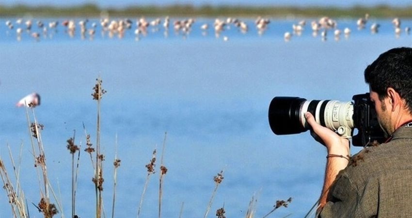 کارگاه آموزشی شناخت پرندگان بومی دماوند برگزار می‌شود 